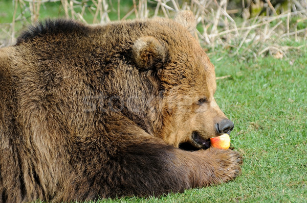 Braunbär Ernährung Apfel Profil Sonnenschein Stock foto © KMWPhotography