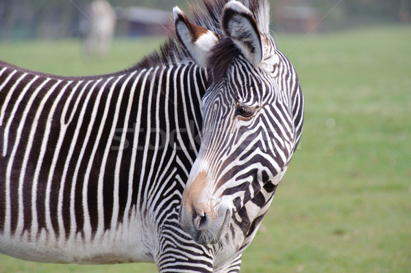 Zebra in close up Stock photo © KMWPhotography