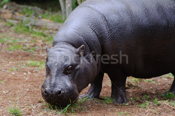 Pygmy hippo looks at camera Stock photo © KMWPhotography