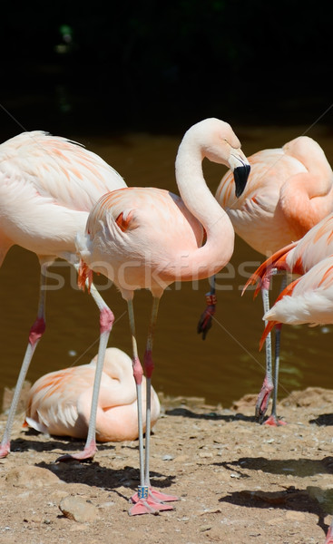 Flamingo în picioare aproape apă uita Imagine de stoc © KMWPhotography