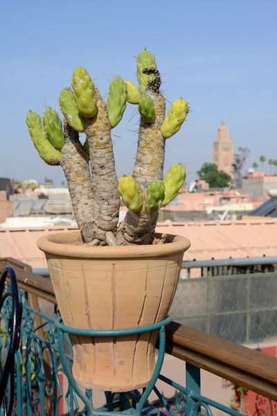Morocco cactus Stock photo © KMWPhotography