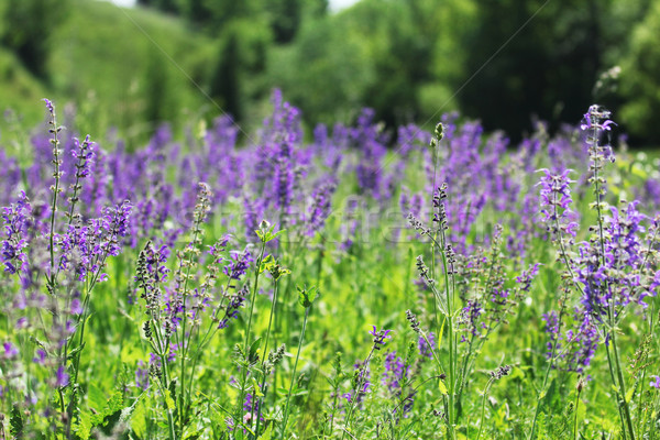 Fleurs sauvages pourpre domaine belle herbe nature [[stock_photo]] © koca777