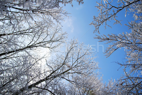 деревья снега красивой зима лес солнце Сток-фото © koca777