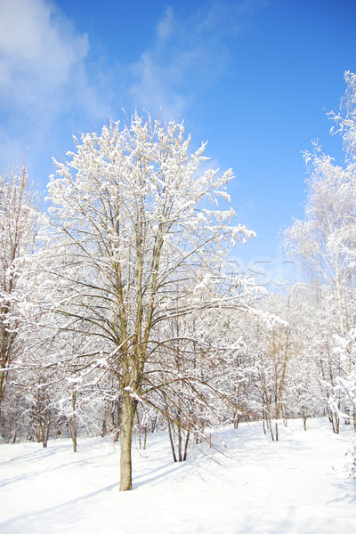 Arbres neige belle hiver forêt soleil [[stock_photo]] © koca777