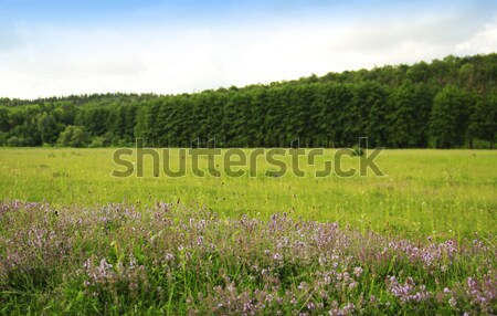 beautiful flowers forest and sky in nature  Stock photo © koca777