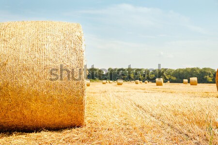 Stock photo: Hay bales on a field