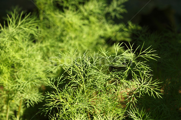  green dill in the garden Stock photo © koca777