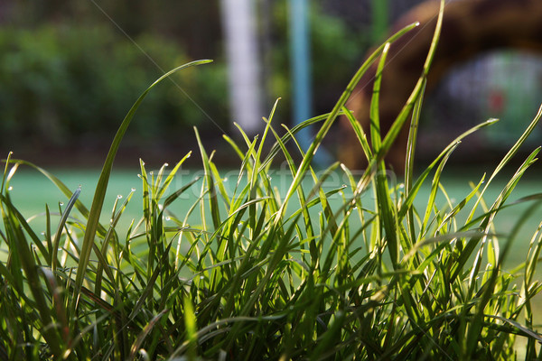 Herbe verte printemps herbe nature lumière cadre [[stock_photo]] © koca777