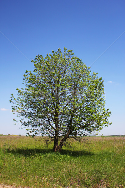 tree of the field Stock photo © koca777