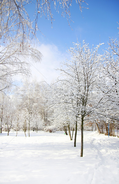 Arbres neige belle hiver forêt soleil [[stock_photo]] © koca777
