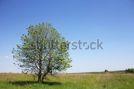 tree of the field Stock photo © koca777