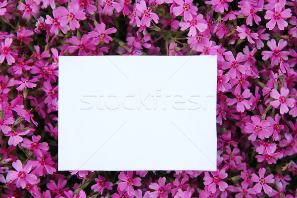Stock photo: white paper with purple flowers