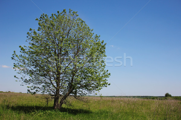 tree of the field  Stock photo © koca777