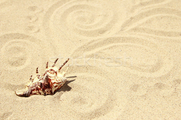 Sable plage de sable shell plage nature mer [[stock_photo]] © koca777