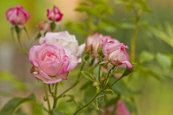 Belle branche roses fleurs fleur nature [[stock_photo]] © koca777
