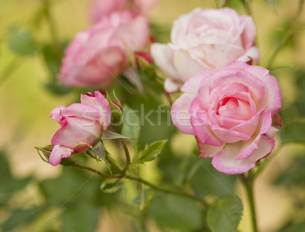 Piękna oddziału róż kwiaty kwiat charakter Zdjęcia stock © koca777