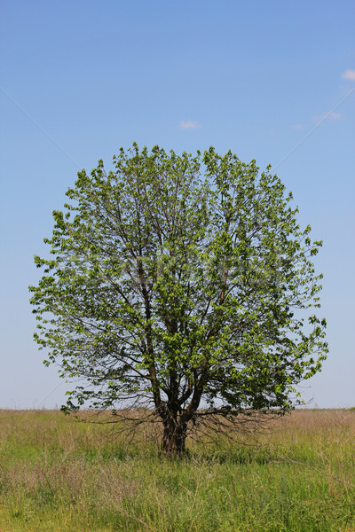 tree in nature Stock photo © koca777