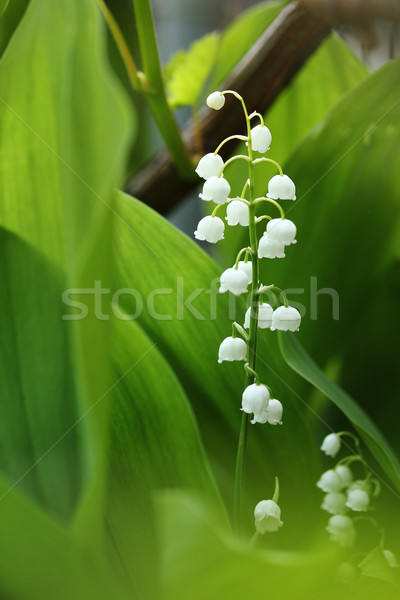 Vallée belle fleur printemps été [[stock_photo]] © koca777