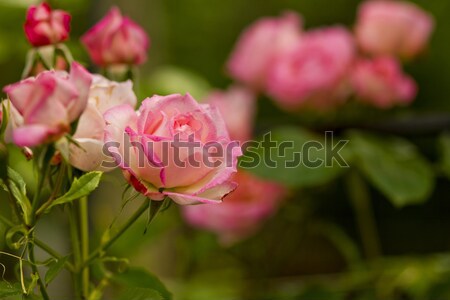 Hermosa rama rosas flores flor naturaleza Foto stock © koca777