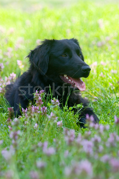 Golden retriever siyah çayır yüz yeşil portre Stok fotoğraf © kokimk