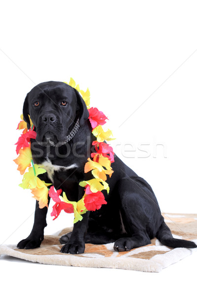 Sétapálca fajtiszta kutya portré fehér virágok fekete Stock fotó © kokimk