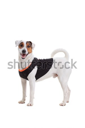 Terriyer köpek portre yalıtılmış beyaz Stok fotoğraf © kokimk