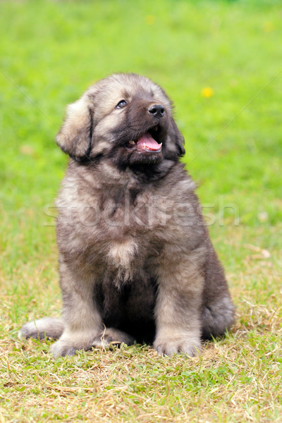 Stock photo: Sarplaninec, Macedonian shepherd dog