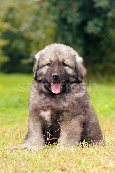 Pastor perro montana Pareja meses edad Foto stock © kokimk