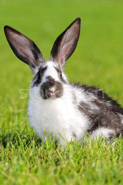 Lapin blanche gris vert prairie cheveux [[stock_photo]] © kokimk