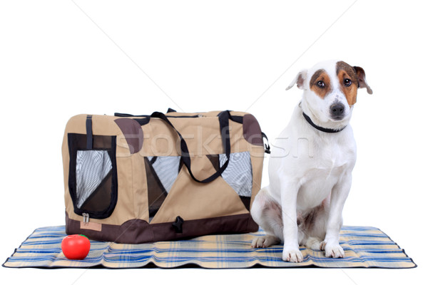 Jack Russel Terrier with a carrying bag Stock photo © kokimk