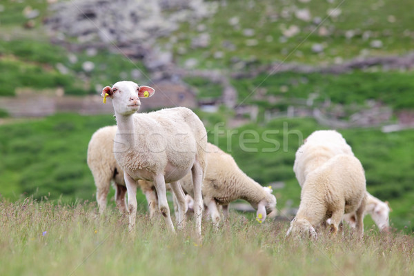 羊 草地 山 性質 商業照片 © kokimk