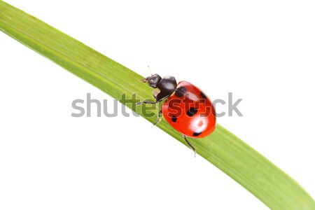 Uğur böceği bitki yalıtılmış beyaz arka plan kırmızı Stok fotoğraf © kokimk