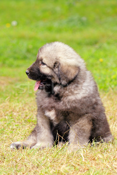 Pastor perro montana Pareja meses edad Foto stock © kokimk