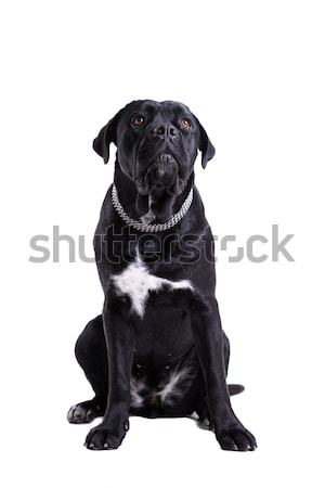 Sétapálca fajtiszta kutya portré izolált fehér fekete Stock fotó © kokimk