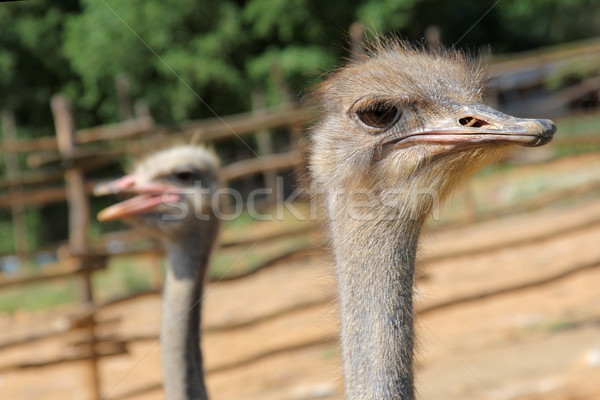ostrich Stock photo © kokimk