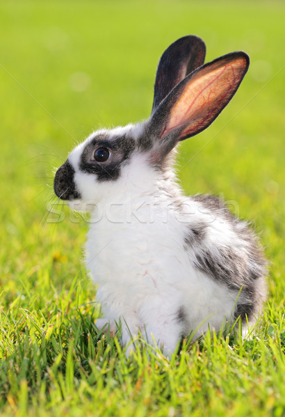 Conejo blanco gris verde pradera pelo Foto stock © kokimk
