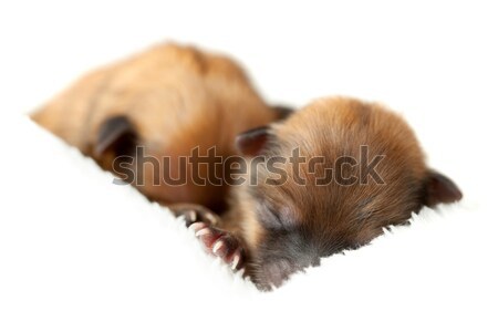 Chiots couple vieux bébé cheveux orange [[stock_photo]] © kokimk