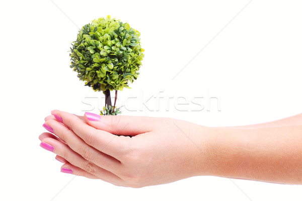 Stock photo: hands holding plant