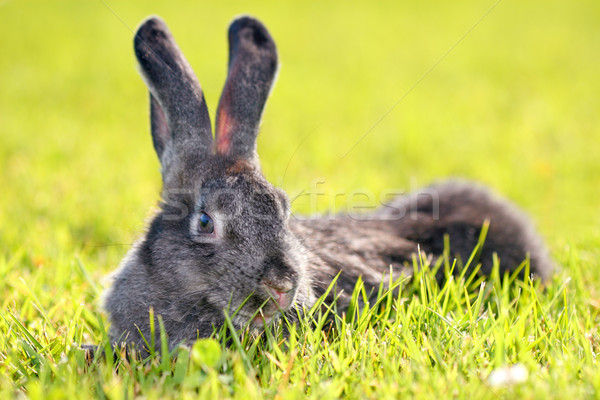 rabbit in a meadow Stock photo © kokimk