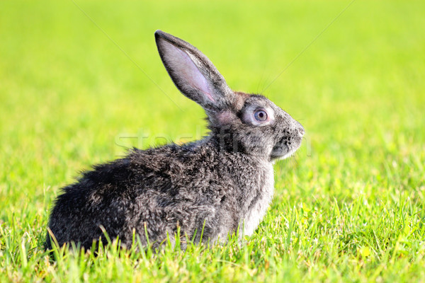 Lapin sombre gris cheveux domaine ferme [[stock_photo]] © kokimk