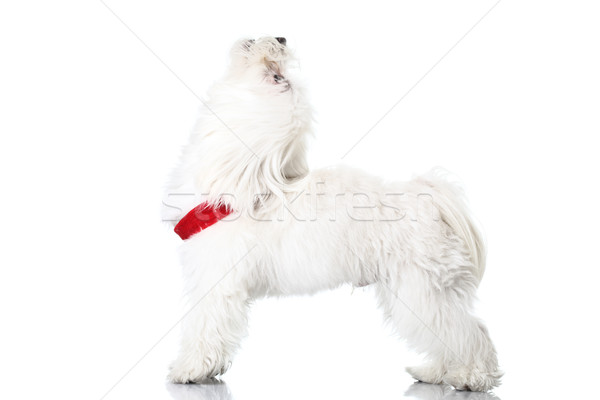 Foto stock: Cachorro · vermelho · isolado · branco · retrato · foto