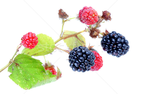 blackberries Stock photo © kokimk