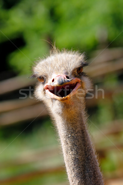 страус портрет фермы лице солнце природы Сток-фото © kokimk