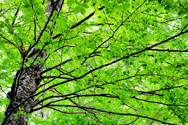 Soyut ağaç fotoğraf güzel yeşil yaprakları orman Stok fotoğraf © kokimk