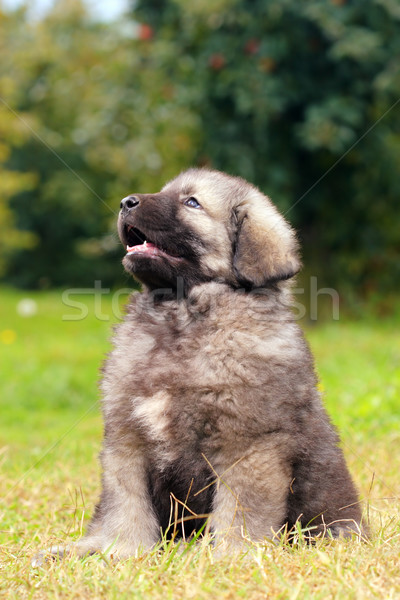 Pastor perro montana Pareja meses edad Foto stock © kokimk