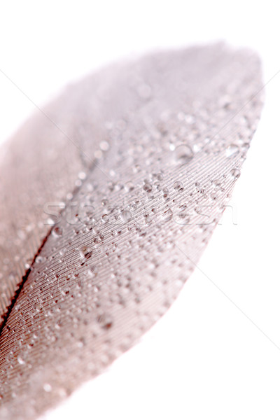 feather with water drops Stock photo © kokimk