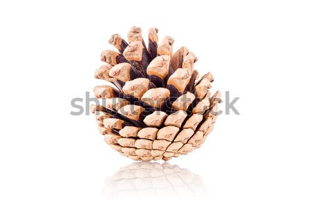 pinecone Stock photo © kokimk
