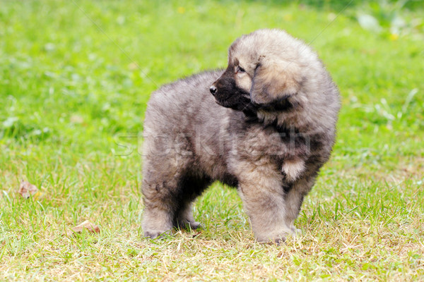 Stock photo: Sarplaninec, Macedonian shepherd dog