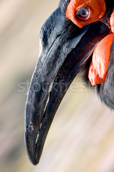 Ptaków streszczenie Fotografia wygląd ustawy dziwne Zdjęcia stock © kokimk