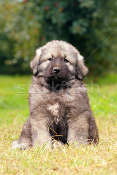 Herder hond berg paar maanden oude Stockfoto © kokimk